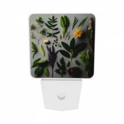Night Light Set Of 2, A Collection Of Various Plants And Herbs. 8 Night Light Set Of 2, A Collection Of Various Plants And Herbs. -Pattern Night Light 0ad0170703d46e35c19e3b95d37e5eda3a97c316